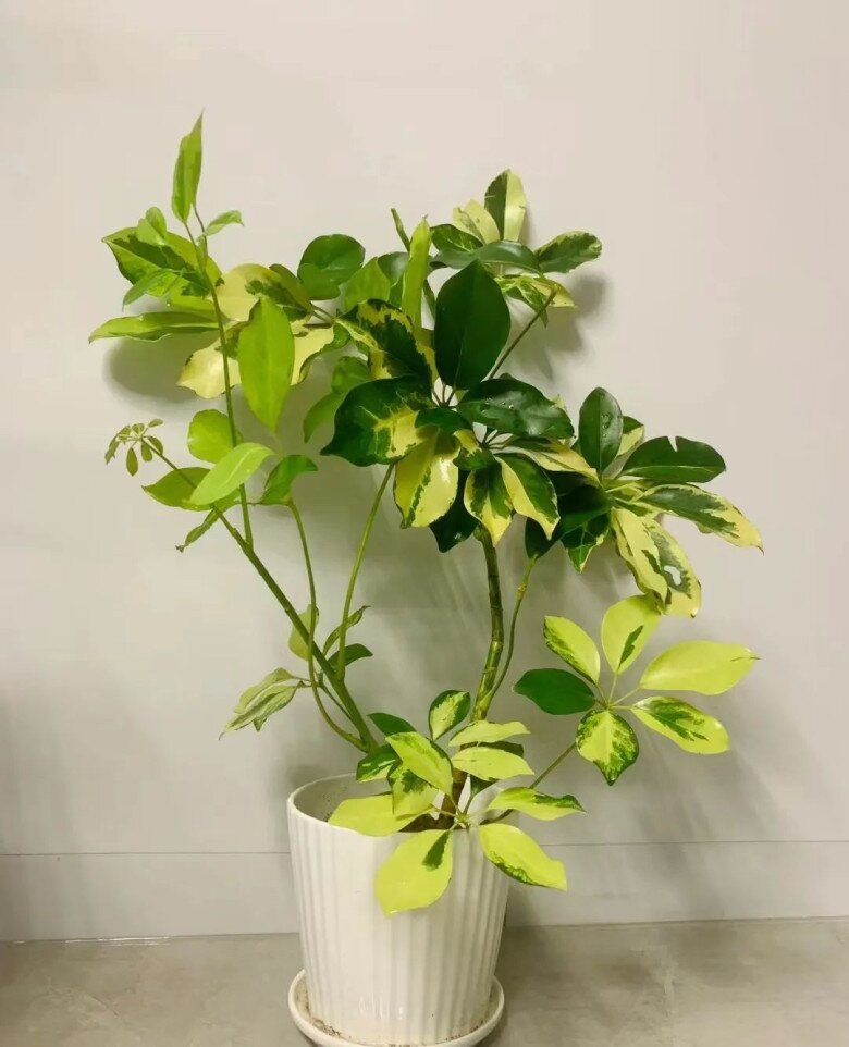 Tại sao người giàu thích trồng cây ngũ gia bì trong phòng ngủ? Biết lý do tôi cũng trồng một chậu - 4
