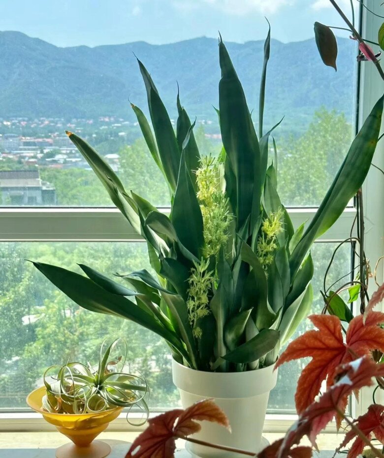 Tháng 7 chăm cây lưỡi hổ theo quy tắc &#34;3 nhiều 2 ít&#34;, không cần bón phân chồi con cũng chen chúc kín chậu - 7