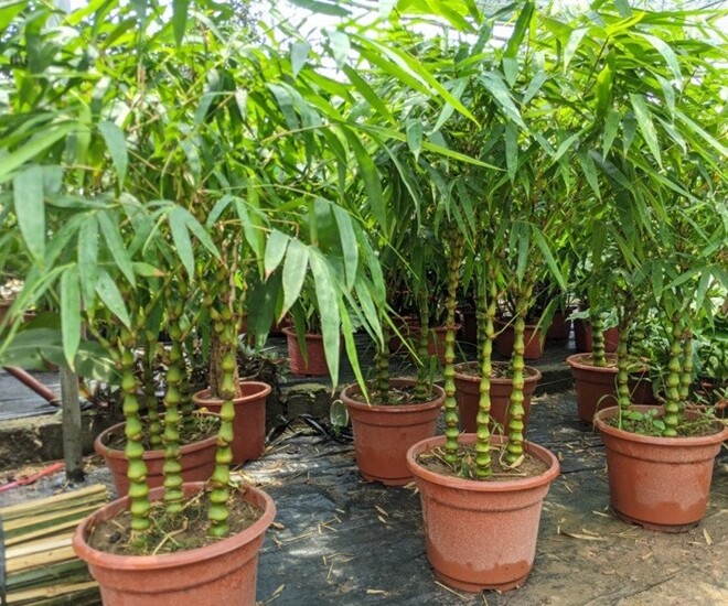 Tháng cô hồn sắp đến, 3 loại cây “gác cổng” trồng trước cửa nhà giúp gia chủ cản vận xui, hút phúc khí - 1