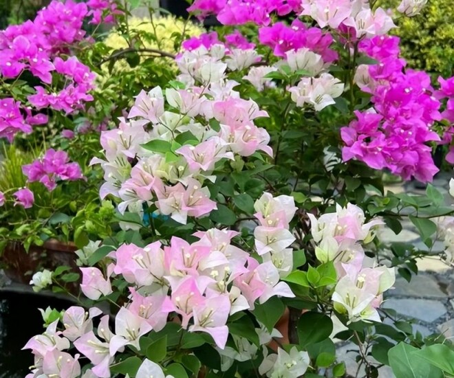 Trên thân hoa giấy có một “công tắc sinh trưởng”, biết cách bật lên cây thành &#34;cỗ máy ra hoa&#34;, nở 300 ngày mỗi năm - 1