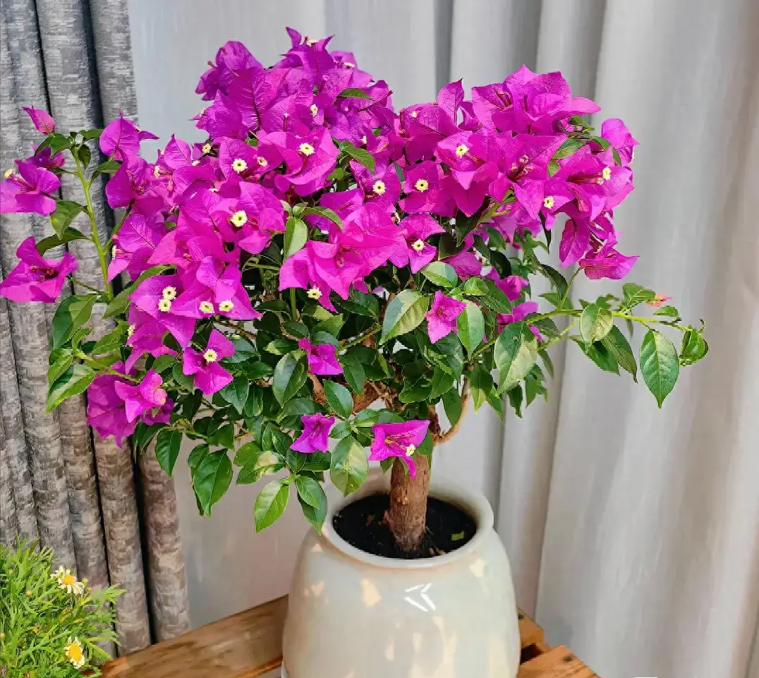 Trên thân hoa giấy có một “công tắc sinh trưởng”, biết cách bật lên cây thành &#34;cỗ máy ra hoa&#34;, nở 300 ngày mỗi năm - 2