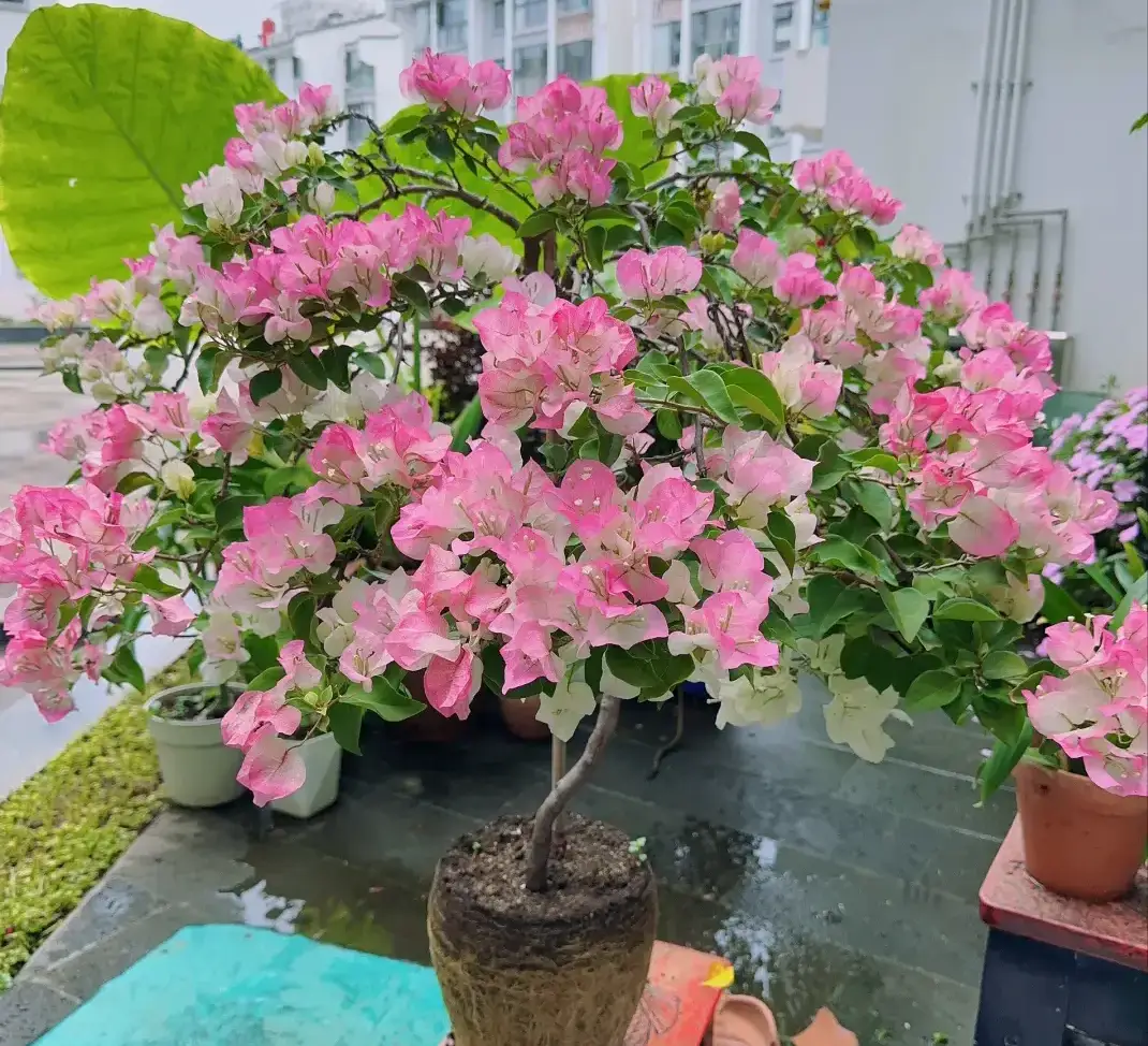 Trên thân hoa giấy có một “công tắc sinh trưởng”, biết cách bật lên cây thành &#34;cỗ máy ra hoa&#34;, nở 300 ngày mỗi năm - 4