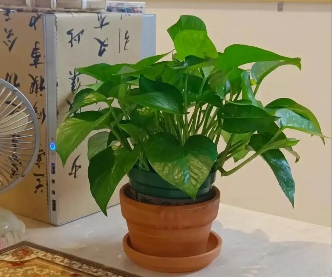 Trồng trầu bà trong nhà giúp chiêu tài hút lộc nhưng 3 người này không nên trồng kẻo hại người, phá tài - 1