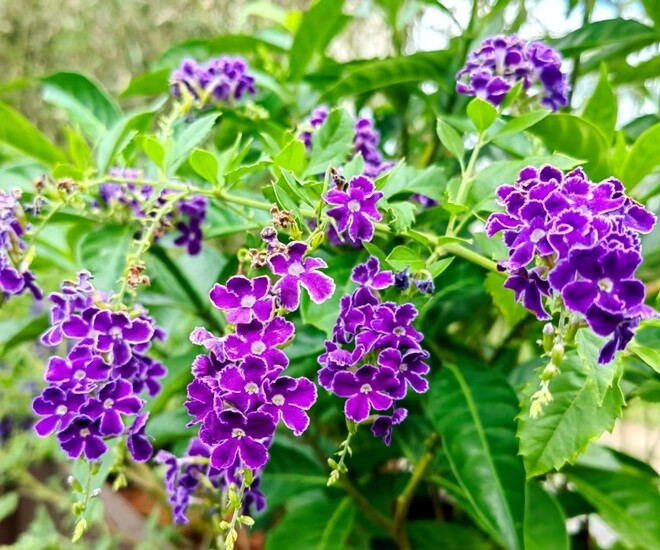 “Vua hương thơm” nở hoa rực rỡ 300 ngày mỗi năm, dễ chăm hơn hoa giấy, trồng là rước tài lộc - 1