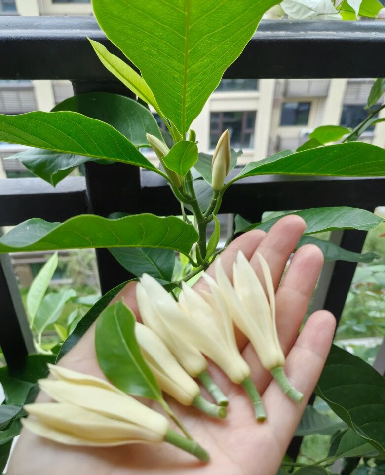 &#34;Vua hương thơm&#34; nở từ xuân sang thu, trồng một chậu ở ban công thơm ngát cả nhà, chiêu tài cực mạnh - 5
