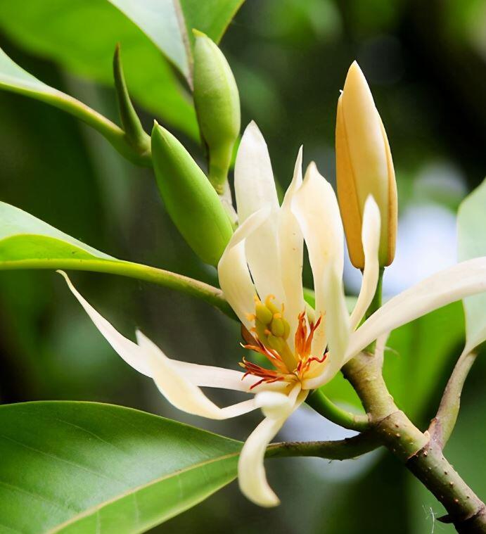 &#34;Vua hương thơm&#34; nở từ xuân sang thu, trồng một chậu ở ban công thơm ngát cả nhà, chiêu tài cực mạnh - 3