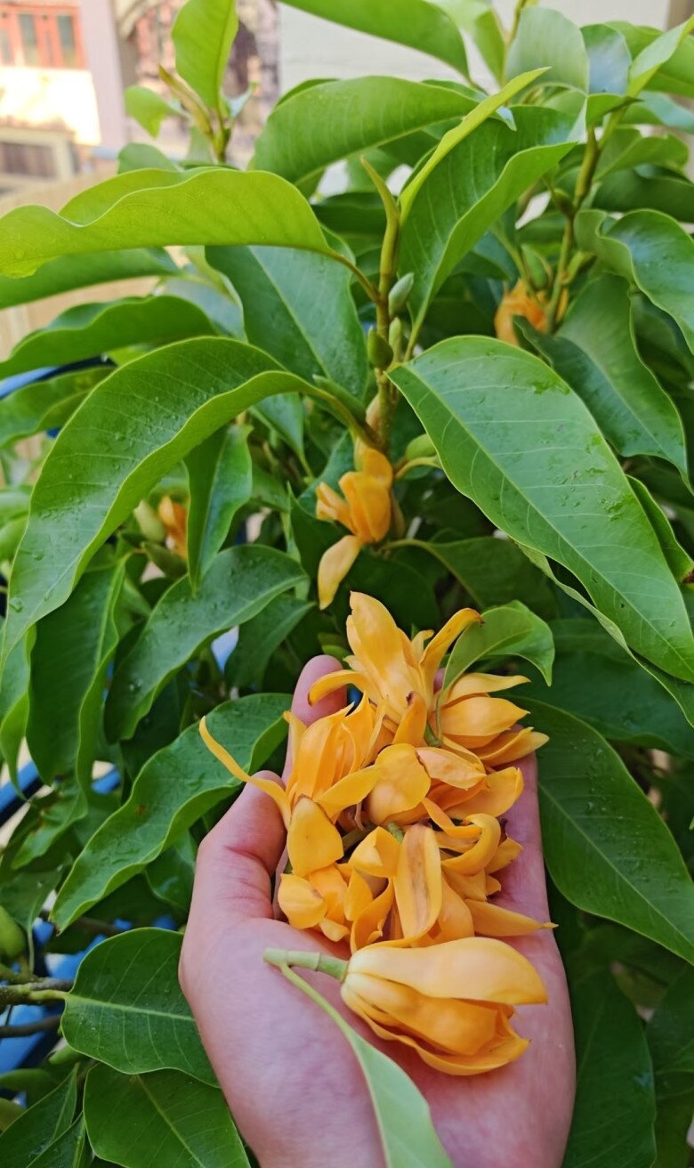 &#34;Vua hương thơm&#34; nở từ xuân sang thu, trồng một chậu ở ban công thơm ngát cả nhà, chiêu tài cực mạnh - 2
