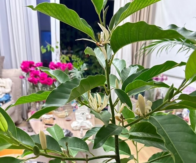&#34;Vua hương thơm&#34; nở từ xuân sang thu, trồng một chậu ở ban công thơm ngát cả nhà, chiêu tài cực mạnh - 1