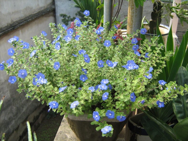 3 loài hoa Thần Tài “rất ưa”, vào nhà giàu thường thấy trồng ở ban công - 2