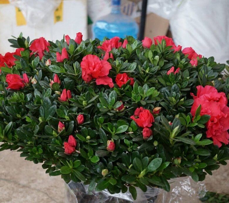4 loại hoa &#34;phá tài&#34; người giàu chê nhưng người nghèo rất thích trồng, bảo sao vận không đổi - 3