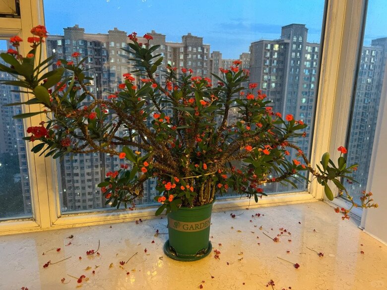 4 loại hoa &#34;phá tài&#34; người giàu chê nhưng người nghèo rất thích trồng, bảo sao vận không đổi - 4