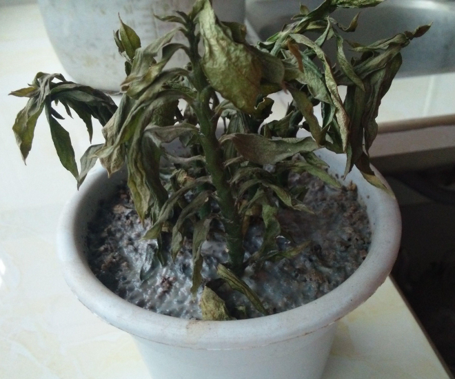 4 loại hoa &#34;phá tài&#34; người giàu chê nhưng người nghèo rất thích trồng, bảo sao vận không đổi - 1