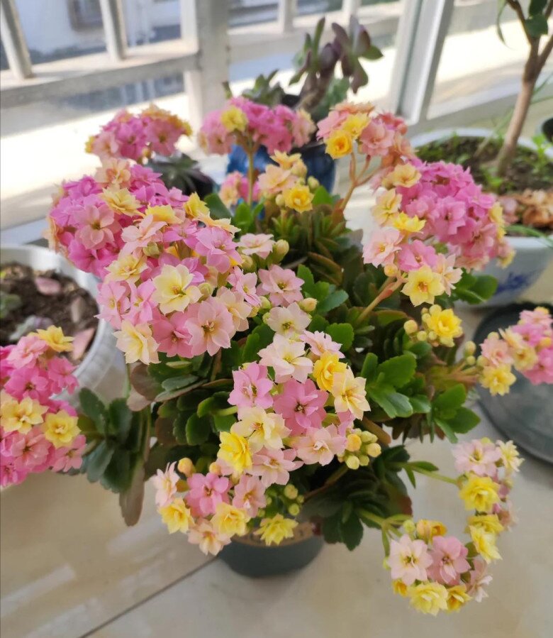 4 loại hoa thích “uống bia&#34;, cứ vài ngày một lon, hoa nở như điên mà không cần bón phân - 4