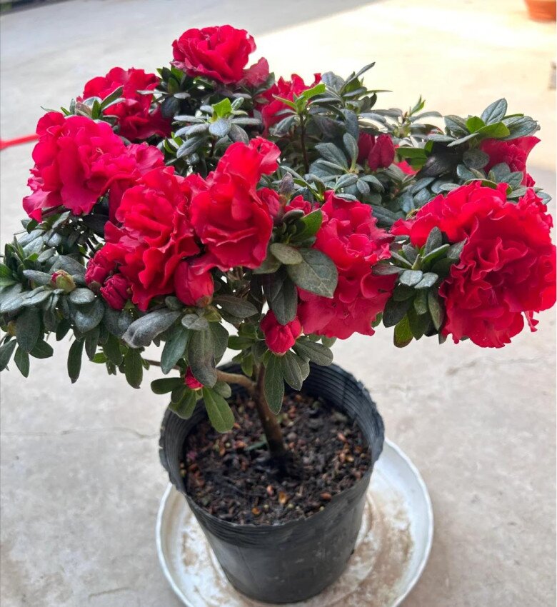 5 loại hoa màu đỏ gọi tiền bạc vào nhà, giàu hay nghèo cũng nhất định phải có một cây - 2