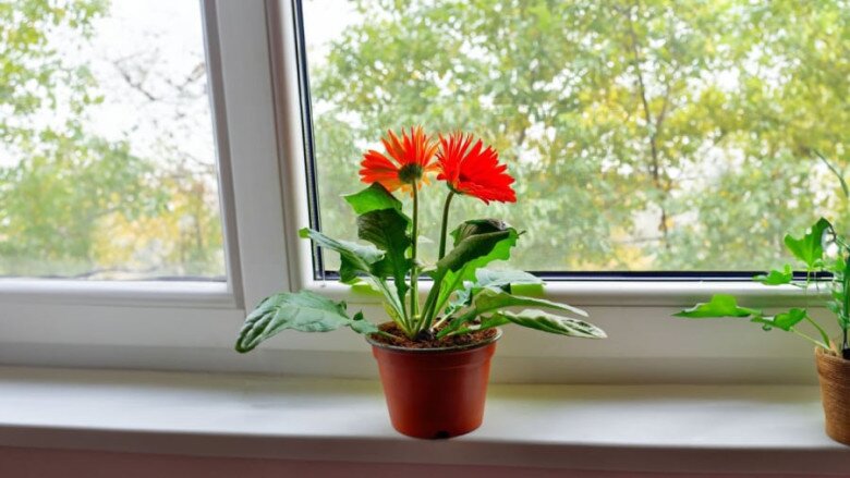 5 loại hoa màu đỏ gọi tiền bạc vào nhà, giàu hay nghèo cũng nhất định phải có một cây - 5