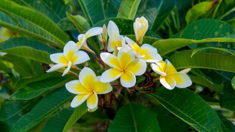 Đừng “dại” trồng 5 loại hoa này trong nhà, tuy đẹp nhưng lại mời gọi vận xui, nghèo khó bám riết - 2