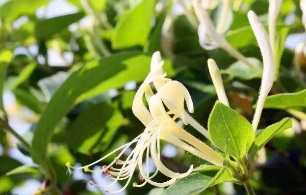 Trồng 3 chậu cây này trên ban công vừa đẹp vừa tiết kiệm, không cần tốn tiền vẫn có một tủ thuốc cho gia đình - 3