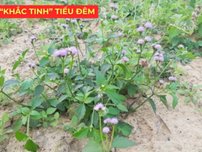 Thông tin doanh nghiệp - Ít ai biết: Loài hoa quen thuộc này lại là “khắc tinh” của phì đại tiền liệt tuyến, giúp giảm tiểu đêm rõ rệt