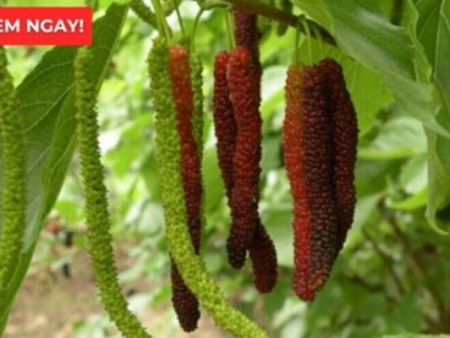 Thông tin doanh nghiệp - Loại quả vào mùa chín rộ bán đầy chợ hóa ra là “báu vật” giúp xương khớp dẻo dai ít người biết