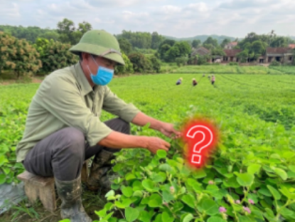 Thông tin doanh nghiệp - Loại cây mọc dại đầy vườn lại được nước ngoài săn đón cực tốt cho hệ tiết niệu