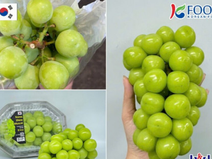 Thông tin doanh nghiệp - Nho mẫu đơn Hàn Quốc - Từ đặc sản xứ kim chi trở thành "trái cây quốc dân" tại Việt Nam