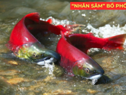 Thông tin doanh nghiệp - "Nhân sâm dưới nước" siêu đắt đỏ, được ví như “vàng lỏng” cho người đàm, ho, khó thở!