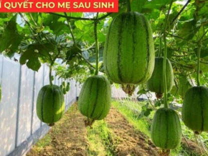 Thông tin doanh nghiệp - Loại quả bán đầy chợ được nhiều mẹ sau sinh truyền tai nhau giúp sữa thơm mát hơn