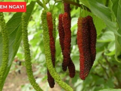 Thông tin doanh nghiệp - Loại quả vào mùa bán đầy chợ hóa ra là “báu vật” giúp xương khớp dẻo dai ít người biết