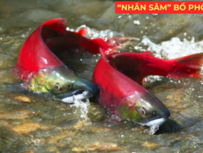 Thông tin doanh nghiệp - "Nhân sâm dưới nước" siêu đắt đỏ, được ví như “vàng lỏng” cho người đàm, ho, khó thở!
