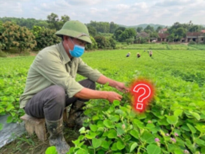 Thông tin doanh nghiệp - 3 loại cây ở Việt Nam giá rẻ bèo, ra nước ngoài bỗng thành "của hiếm" vì cực tốt cho đường tiết niệu