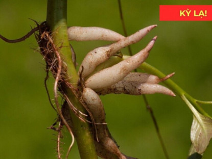 Thông tin doanh nghiệp - Loại rau dại mọc đầy đường nay được xem như “thuốc quý” cho đường tiết niệu, giúp đi tiểu thông thoáng, dễ dàng