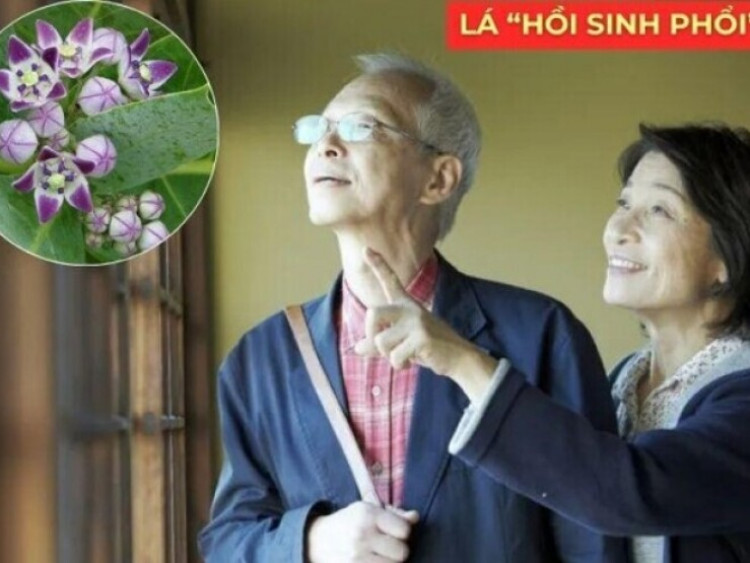 Ai có người nhà bị đàm, ho, khó thở lâu năm nhất định nên biết loại lá này