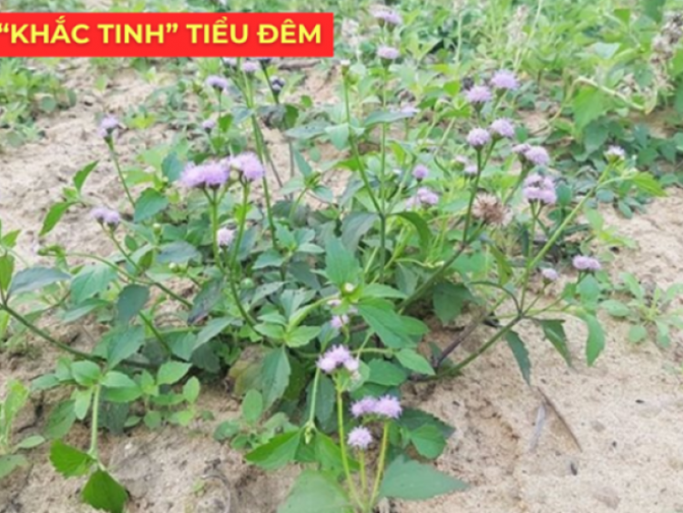 Ít ai biết: Loài hoa quen thuộc này lại là khắc tinh của phì đại tiền liệt tuyến, giúp giảm tiểu đêm rõ rệt