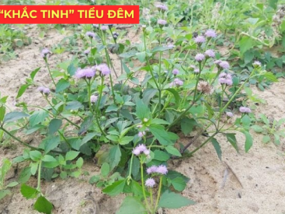 Thông tin doanh nghiệp - Ít ai biết: Loài hoa quen thuộc này lại là “khắc tinh” của phì đại tiền liệt tuyến, giúp giảm tiểu đêm rõ rệt