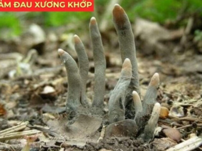 Thông tin doanh nghiệp - Loài cây lạ từng mọc hoang, nay “lên đời” thành “báu vật” cho người đau xương khớp