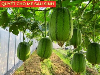 Thông tin doanh nghiệp - Loại quả bán đầy chợ được nhiều mẹ sau sinh truyền tai nhau giúp sữa thơm mát hơn