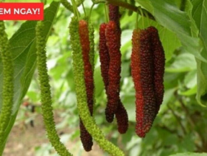 Thông tin doanh nghiệp - Loại quả vào mùa bán đầy chợ hóa ra là “báu vật” giúp xương khớp dẻo dai ít người biết