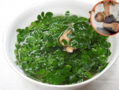 Thông tin doanh nghiệp - “Siêu thực phẩm” mọc đầy hàng rào được nhiều mẹ sau sinh ít sữa coi như “báu vật”
