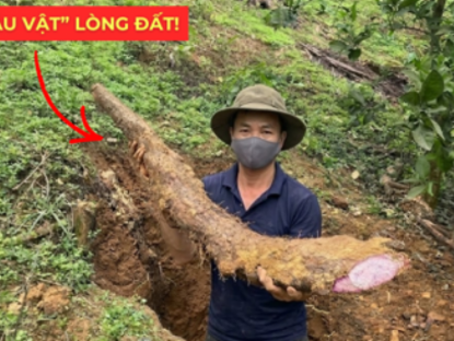 Thông tin doanh nghiệp - Việt Nam có một “báu vật dưới lòng đất” dài cả mét, tuy xấu xí nhưng siêu bổ dưỡng cho bàng quang!