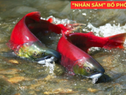 Thông tin doanh nghiệp - "Nhân sâm dưới nước" siêu đắt đỏ, được ví như “vàng lỏng” cho người đàm, ho, khó thở!
