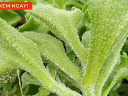 Thông tin doanh nghiệp - 5 thực phẩm được người xưa ví là “thần dược” cho xương khớp mùa mưa bão