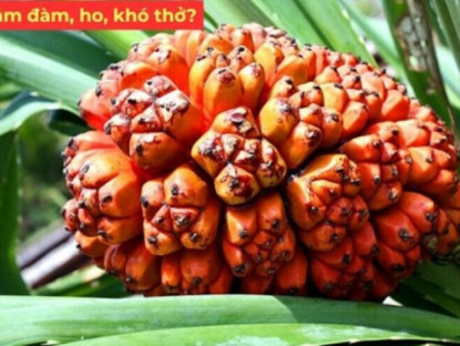 Thông tin doanh nghiệp - Loài quả bị bỏ quên trên sạp chợ dùng cực tốt cho người bị đờm, ho, khó thở