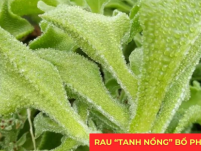 Thông tin doanh nghiệp - Loại rau “tanh nồng” bị nhiều người ngó lơ nhưng dưỡng phổi, giảm ho cực tốt, “bổ tựa nhân sâm”