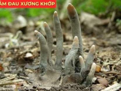 Thông tin doanh nghiệp - Cây “cực lạ” nghe tên đã sợ, ai ngờ lại là “báu vật” cho người đau xương khớp
