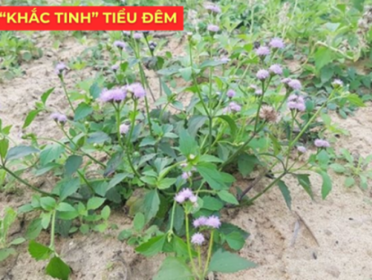 Thông tin doanh nghiệp - Ít ai biết: Loài hoa quen thuộc này lại là “khắc tinh” của phì đại tiền liệt tuyến, giúp giảm tiểu đêm rõ rệt