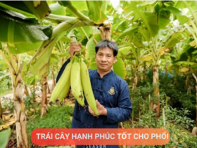 Loại quả được mệnh danh là “trái cây hạnh phúc”, rất giàu dinh dưỡng cho phổi, nhưng thường bị người Việt bỏ qua