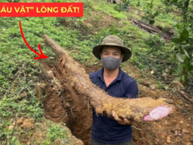 Việt Nam có một “báu vật dưới lòng đất” dài cả mét, tuy xấu xí nhưng siêu bổ dưỡng cho bàng quang!