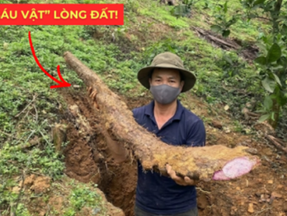 Thông tin doanh nghiệp - Việt Nam có một “báu vật dưới lòng đất” dài cả mét, tuy xấu xí nhưng siêu bổ dưỡng cho bàng quang!