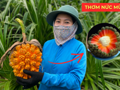 Thông tin doanh nghiệp - Bất ngờ với loại quả thơm “nức mũi”, ngọt mọng nước lại bảo vệ hệ tiết niệu cực kỳ tốt!