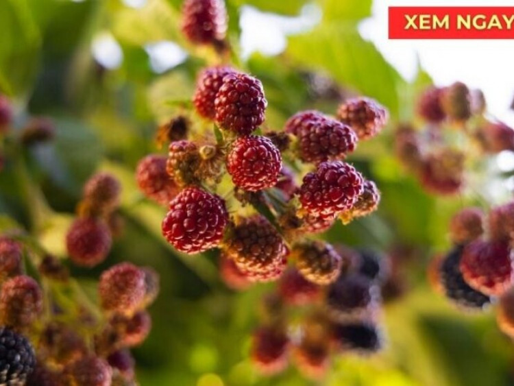 Loại quả vào mùa bán đầy chợ giúp xương khớp dẻo dai ít người biết